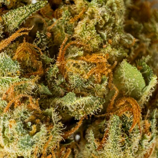 Fleur CBD Amnesia Haze Big Bud Indoor Hydro