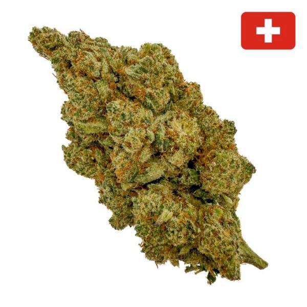Amnesia Haze CBD + 30% CBN - Big Bud - Indoor Hydro