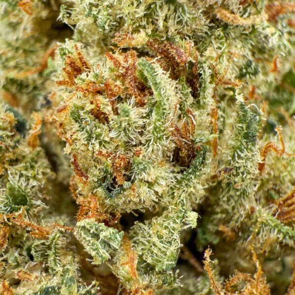 Amnesia Haze CBD + 30% CBN - Big Bud - Indoor Hydro