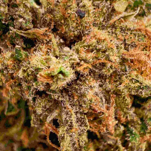 Fleur CBD Black Sugar Rose green house