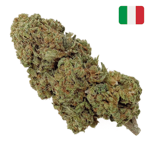 achat fleur CBD gelato glass-house