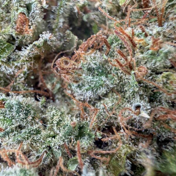 achat fleur CBD charlotte angels Indoor-Hydro