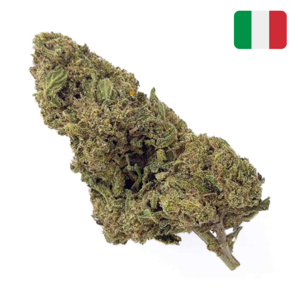 achat fleur CBD white widow glass house