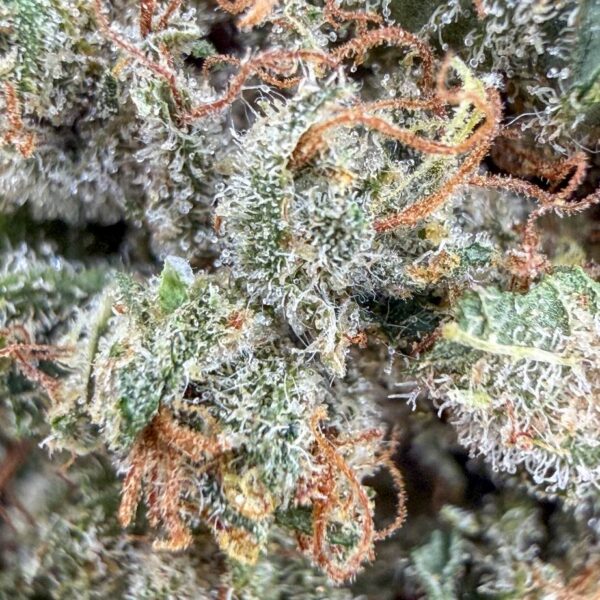 achat fleur THCX critical indoor hydro