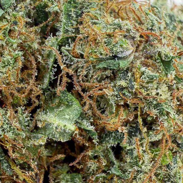 achat fleur Skywalker OG CBD Big Bud Indoor Cali