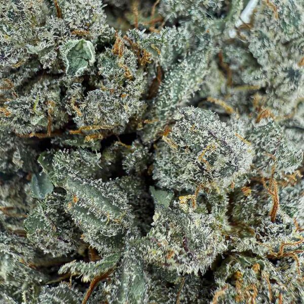 achat fleur CBD Sour Diesel Big Bud Indoor Cali