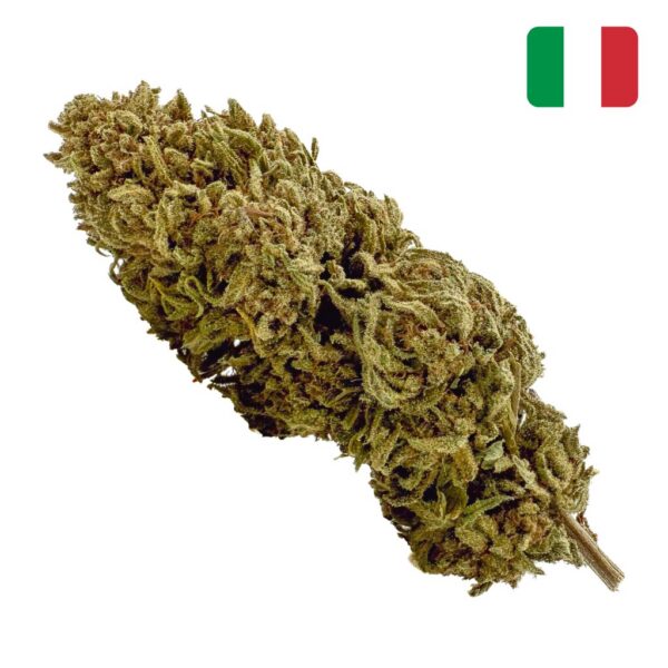 Achat fleur Banana Smash CBD macro