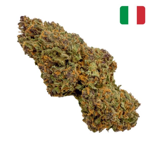Achat fleur Purple Kush CBD