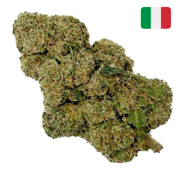 achat fleur THCX White Widow