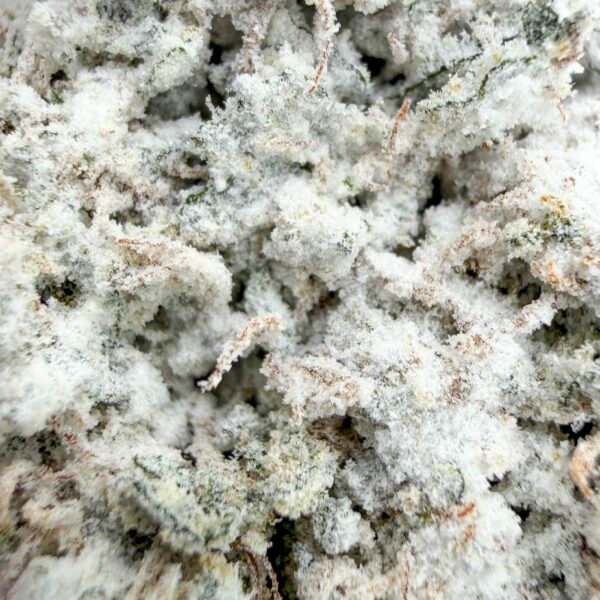 Achat pas cher Fleur CBD crystal Critical Indoor-Hydro