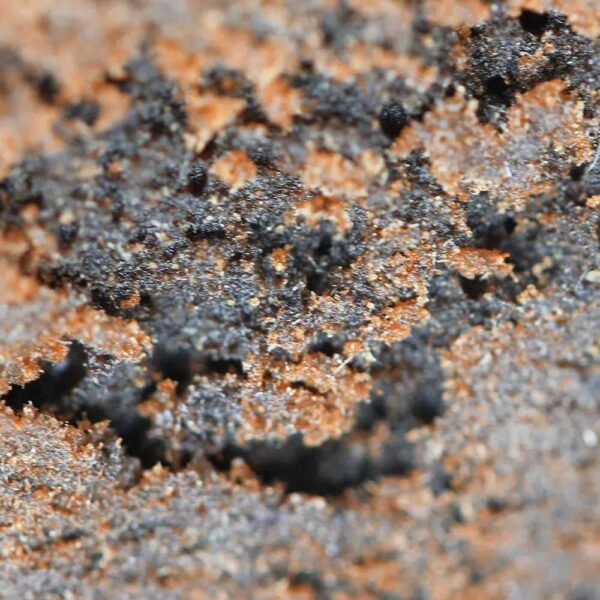 gorilla-hash-résine-THCX-60%