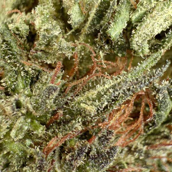Achat Fleur THCX Tangie Candy THCX Green-House