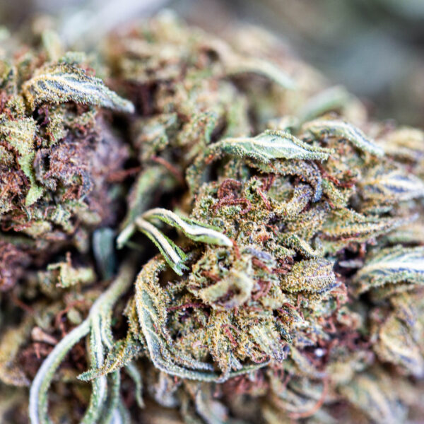 achat fleur CBD jack herer
