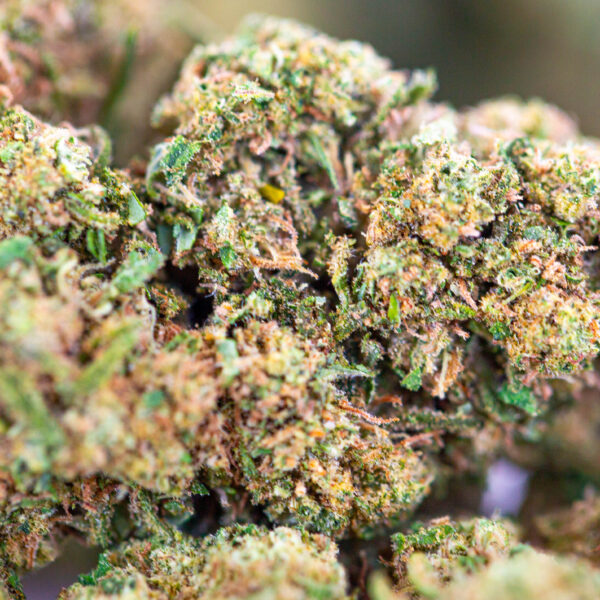 achat fleur CBD white widow