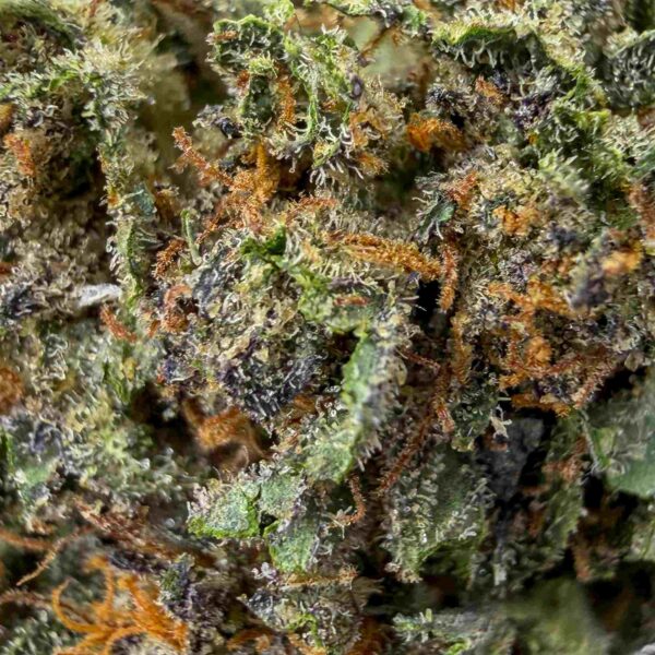 Blackberry Kush CBD - Big Bud - Glass-House Cali