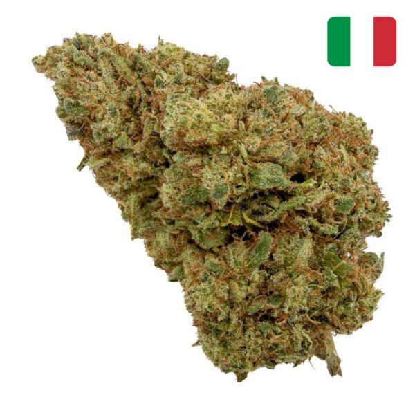 Achat fleur CBD Lemon Tree CBD