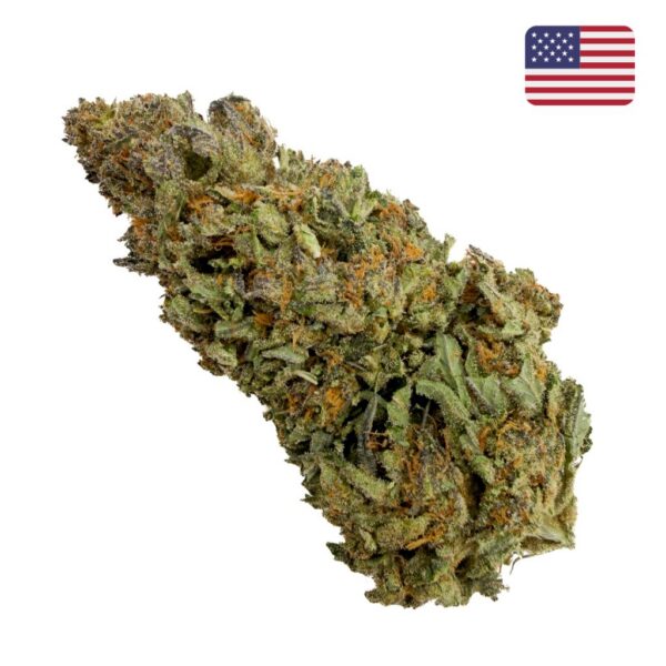Blackberry Kush CBD - Big Bud - Glass-House Cali
