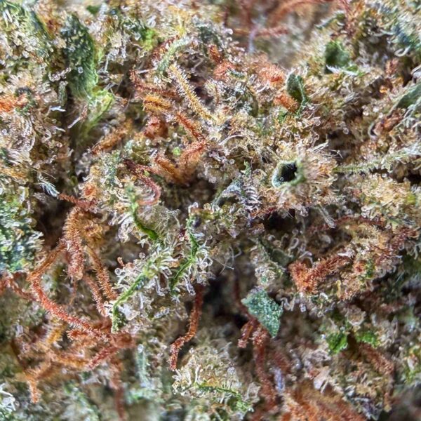 Skywalker OG CBD - Small Bud - Glass-House Cali