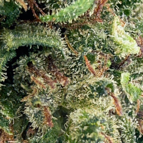 Achat Fleur THCX Biscotti Bud Mix Glass-House