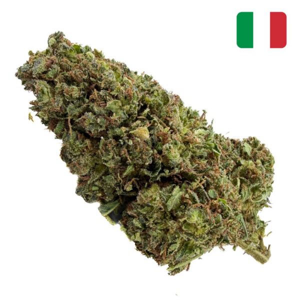Achat Fleur THCX Biscotti Bud Mix Glass-House