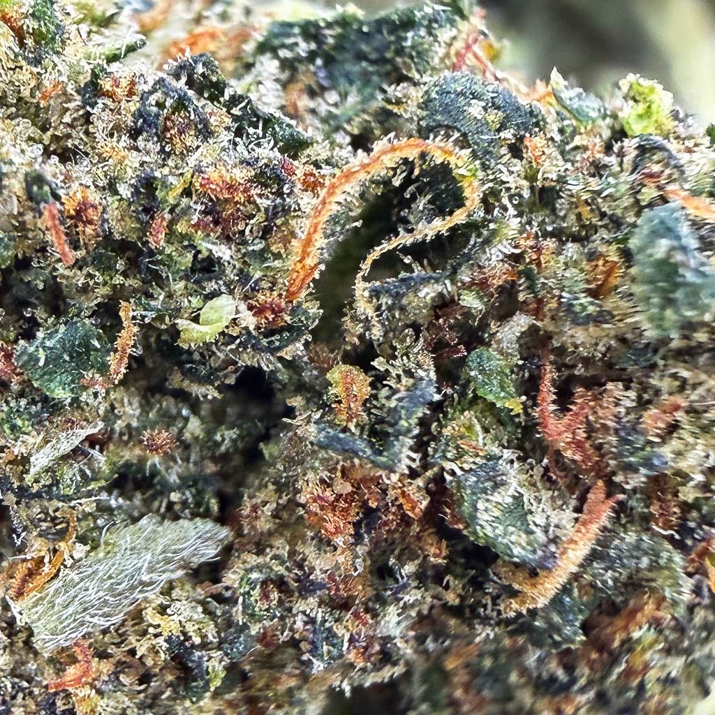 Blackberry Kush THCX 30% - Small Bud - Glass-House Cali 2 Achat Fleur THCX Blackberry Kush THCX - Small Bud - Glass-House Cali