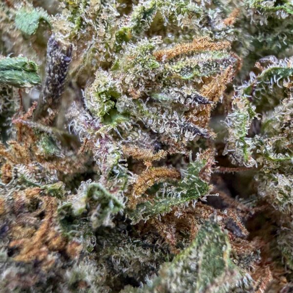 Cosmic Cookie CBD - Small Bud - Glass-House Cali