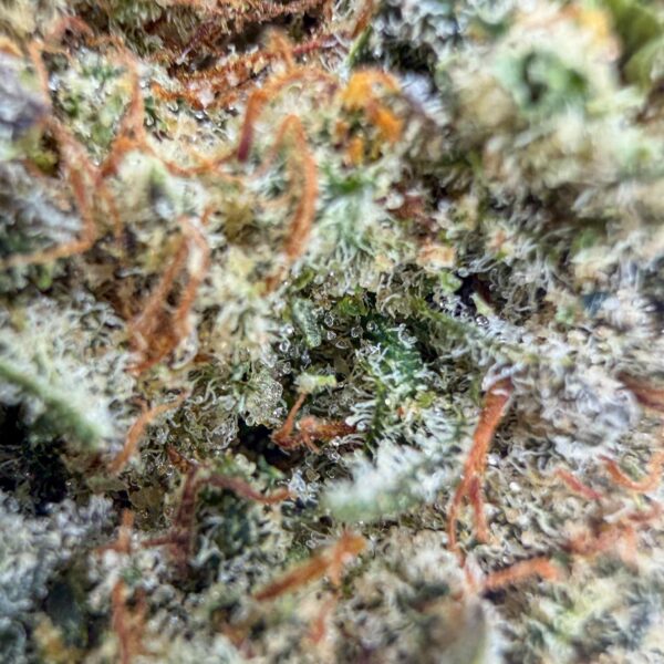 Achat meilleure Fleur CBD Sunset Sherbet