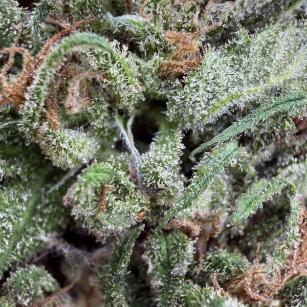 Grossiste-Fleur-CBD-Cheese-Bud-Mix-Green-House