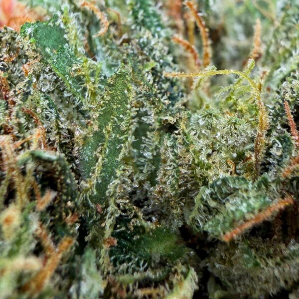 Grossiste Fleur CBD Lemon-Curd Small-Bud Glass-House Cali