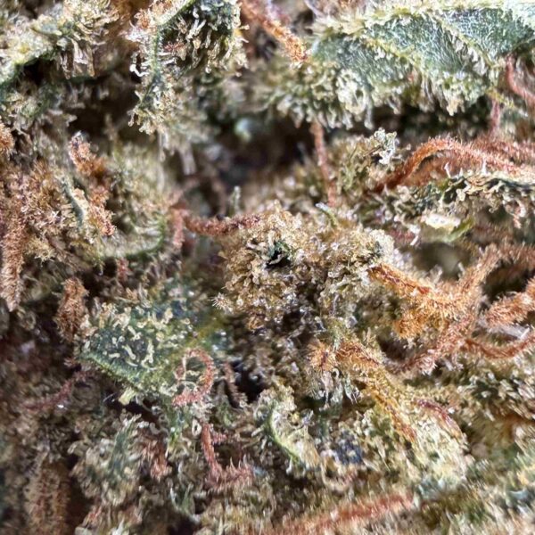 Beetle Juice CBD - Small Bud - Glass-House Cali