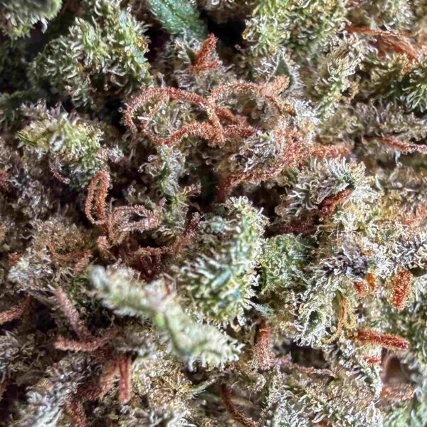Great White Shark CBD - Small Bud - Glass-House Cali