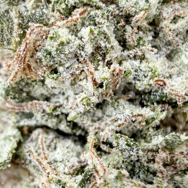Achat Fleur THCX Crystal Biscotti Bud Mix Glass-House