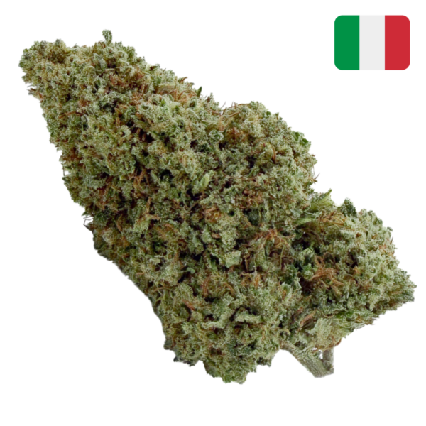 Achat Super Silver Haze CBD - Bud Mix - Glass-House