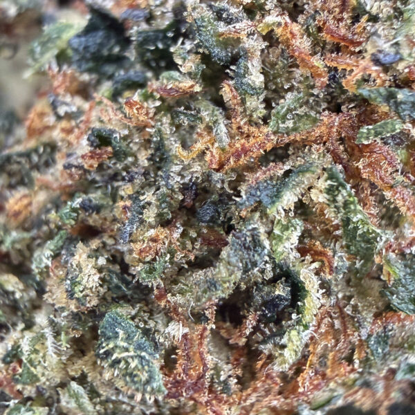 Achat fleur THCX puissante Blackberry Kush