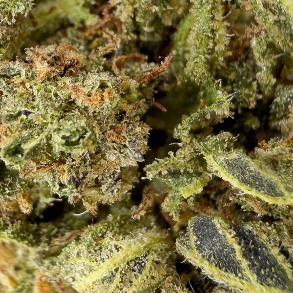 Grossiste Fleur CBD Lemon Orange CBD - Bud Mix - Green-House