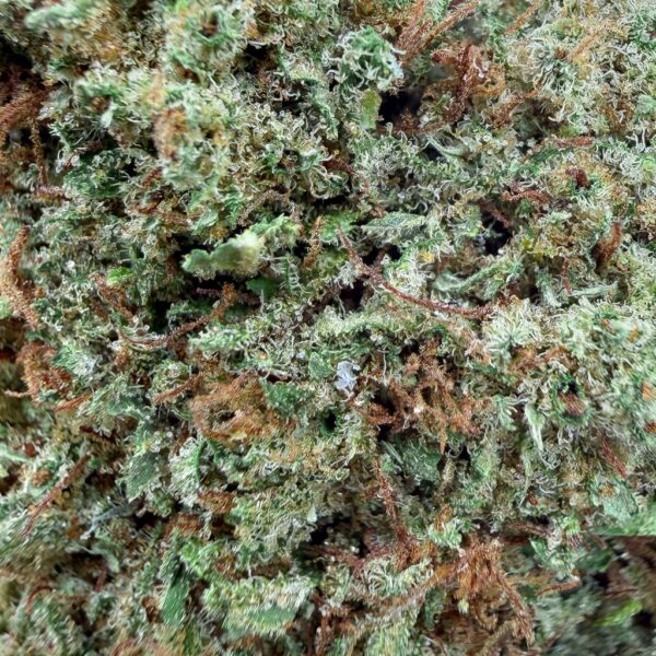 Grossiste Fleurs CBD - Super Silver Haze CBD - Bud Mix - Glass-House