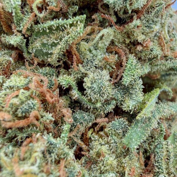 Alternative view of Tropical Kush CBD - Bud Mix - Glass-House