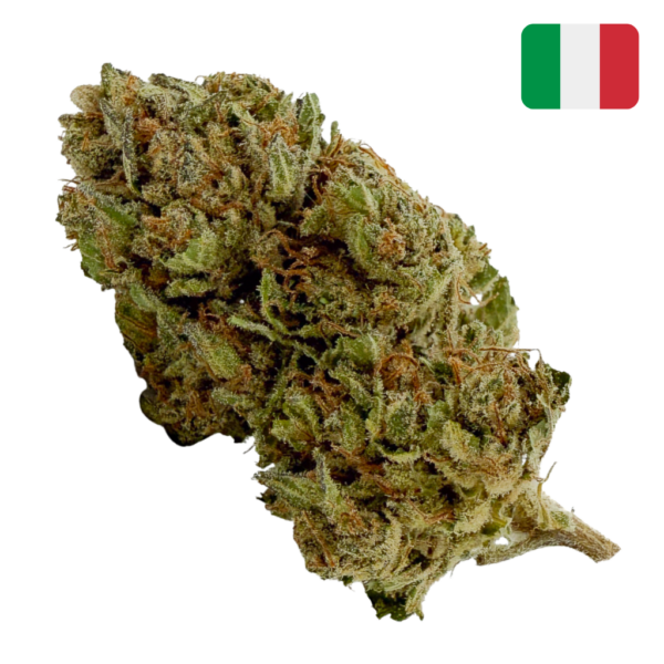 Achat Fleurs CBD pas cher Lavander Kush CBD - Bud Mix - Glass-House