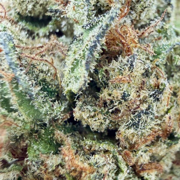 Fleurs CBD pas cher Lavander Kush CBD - Bud Mix - Glass-House