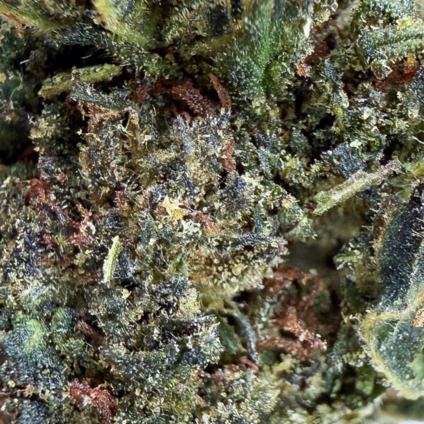 Achat Fleur CBN pas cher Cheese CBN 30% Bud Mix Green House