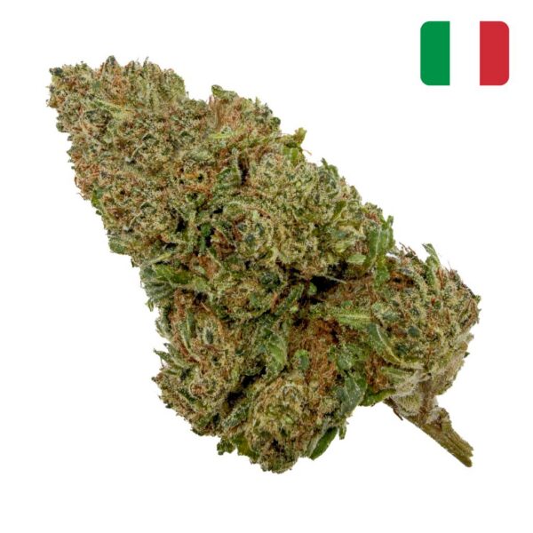 Achat Fleur THCX Lavander Kush Glass-House
