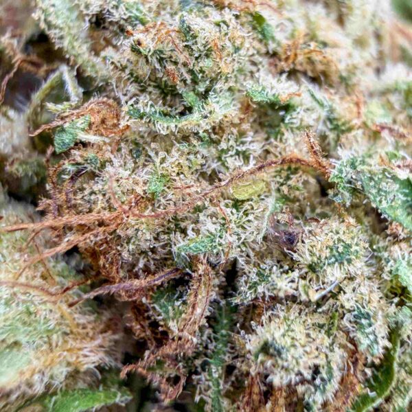 Achat Fleur THCX Lavander Kush Glass-House