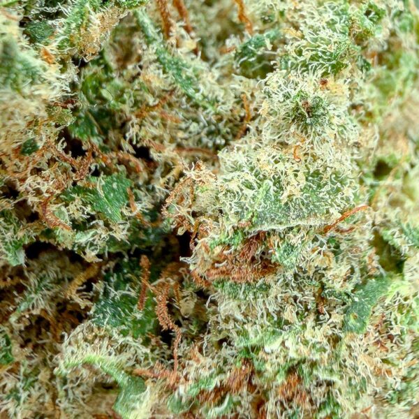 Grossiste Fleur CBD White Cherry Cake CBD - Big Bud - Indoor Cali